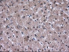 Monoclonal Mouse anti-Human PSMD10 / Gankyrin Antibody (clone OTI3F6, WB)