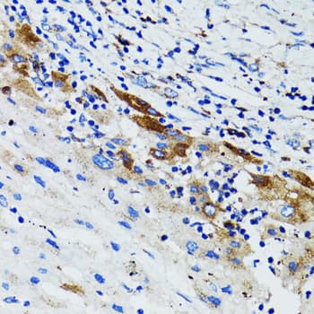 US01 / p115 Antibody