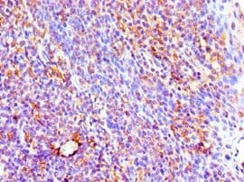 IHC-plus™ IL3 Antibody (aa20-152)