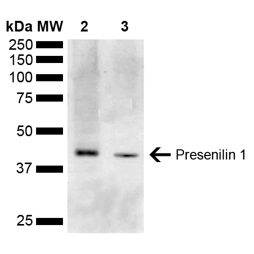 PSEN1 / Presenilin 1 Antibody (APC)