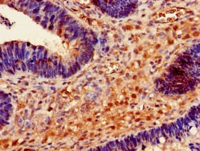 Polyclonal Rabbit anti-Human RMND1 Antibody (IHC, IF, WB)