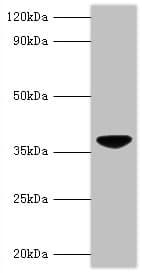 VP3 / Apoptin Antibody