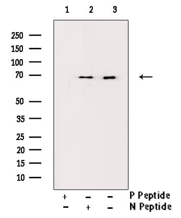 Polyclonal Rabbit anti-Human SMAD2 Antibody (phospho-Ser250, IF, WB)