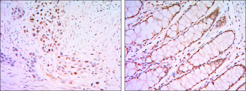 KLF4 Antibody (clone 1E5)