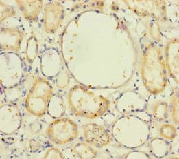 NELL1 Antibody