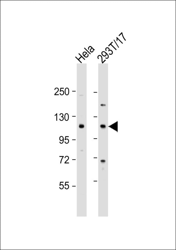 Polyclonal Rabbit anti-Human CDK11B / CDC2L1 Antibody (WB)