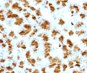 CELA3B / ELA3B Antibody (aa82-238, clone ELTS3B-2)
