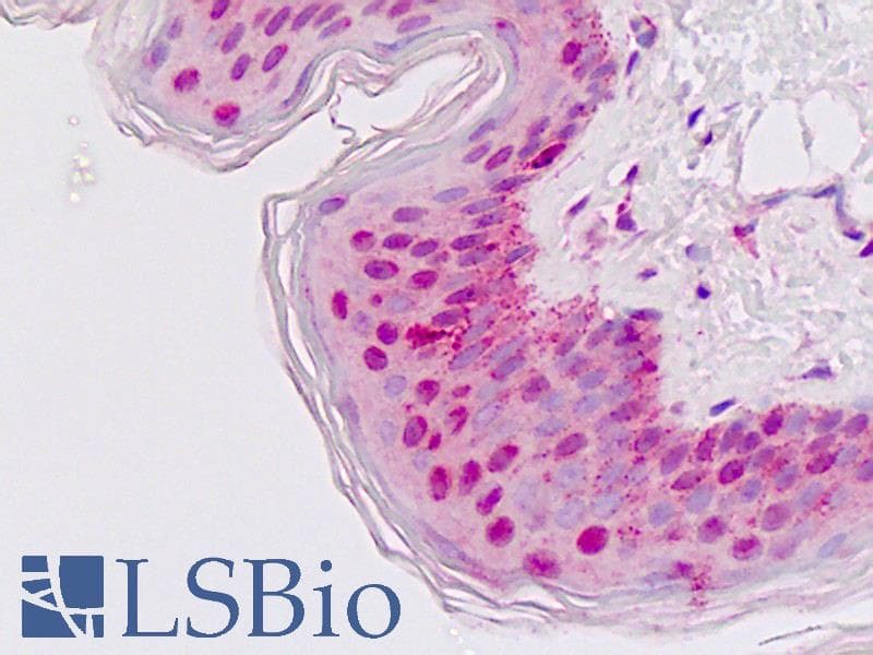IHC-plus™ HIPK2 Antibody (Tyr361)