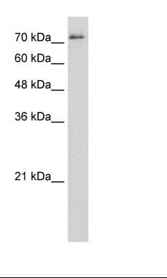 SFPQ Antibody (aa444-493)