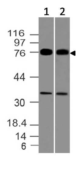 MUM1 Antibody