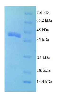 Drosophila melanogaster Partner of Bursicon Protein (Recombinant GST)