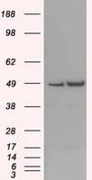 LEMD3 / MAN1 Antibody (clone OTI3H1)