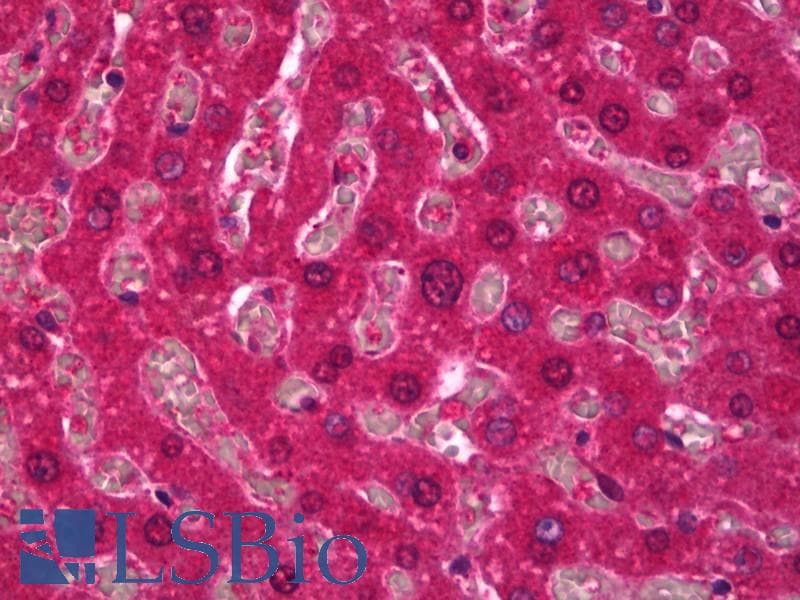 IHC-plus™ SPHK / SPHK1 Antibody