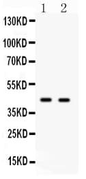 CDC37 Antibody (aa361-376)