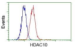 HDAC10 Antibody (clone OTI3C2)