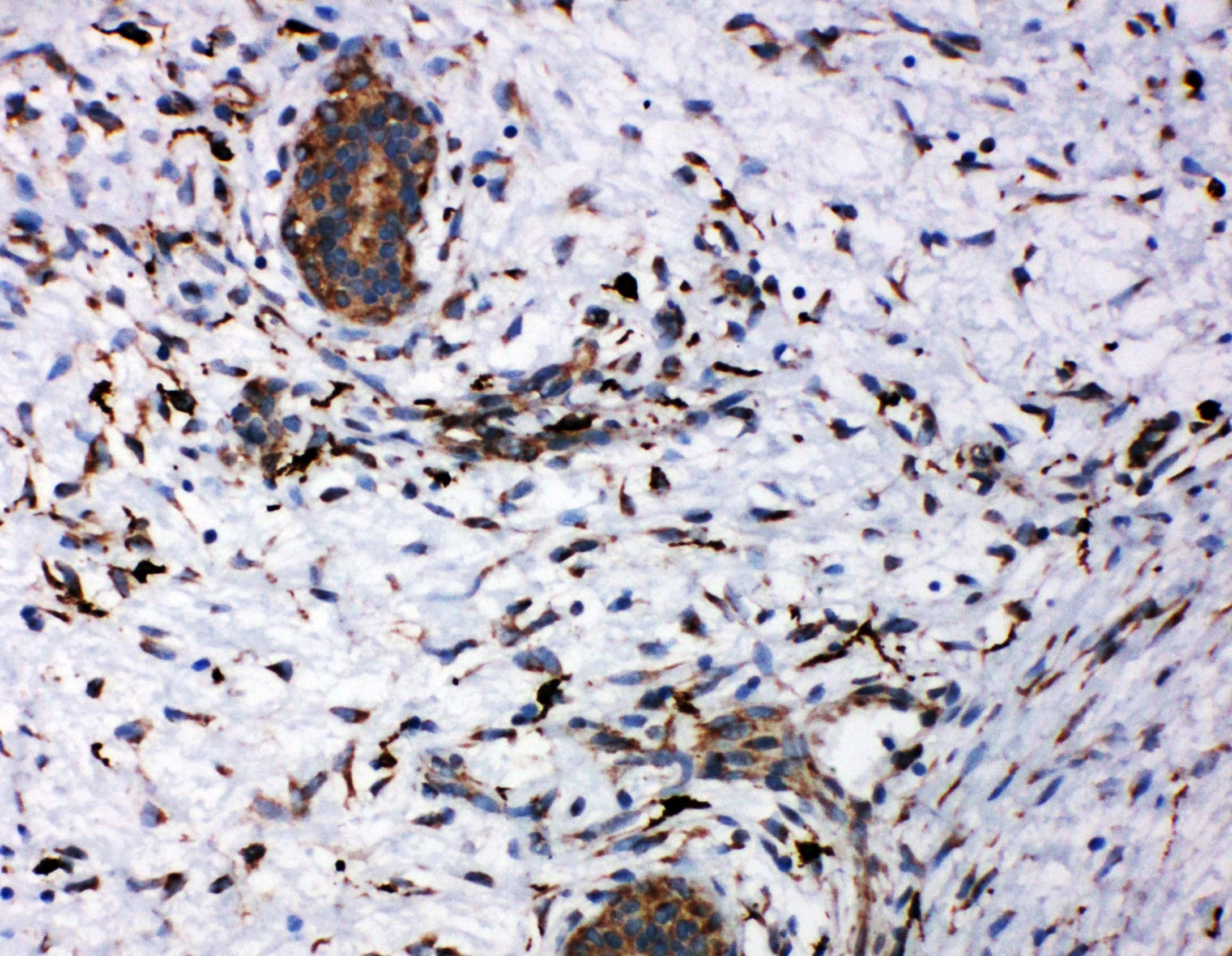 CD163 Antibody (aa1056-1165)