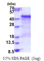 Human DUSP6 / MKP3 Protein (Recombinant His)