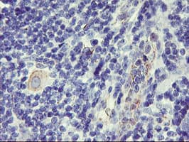 DPP9 Antibody (clone OTI4F1, Carrier-free)