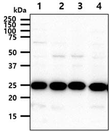 IHC-plus™ HPRT1 / HPRT Antibody (clone AT1D9)