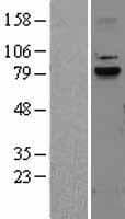 Human CAPN9 / Calpain 9 Protein (Over-Expression Lysate Myc-DDK (Flag))