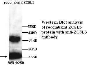 DNAJC24 Antibody (Internal)
