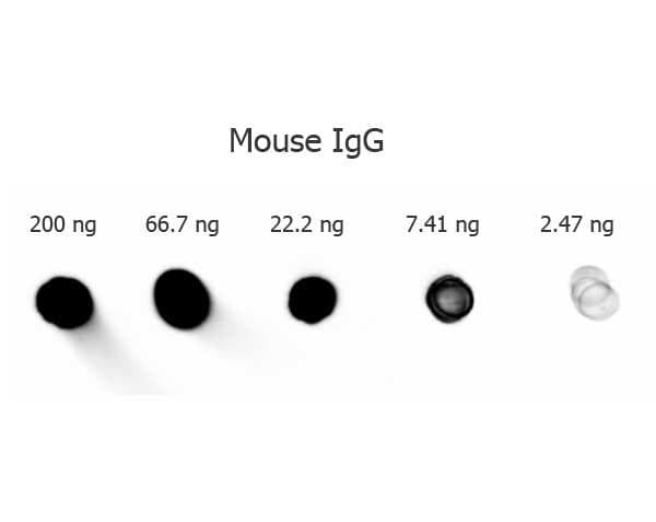 Goat Anti-Mouse IgG Secondary Antibody (AP)