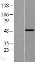 Human Vitamin D Receptor / VDR Protein (Over-Expression Lysate Myc-DDK (Flag))
