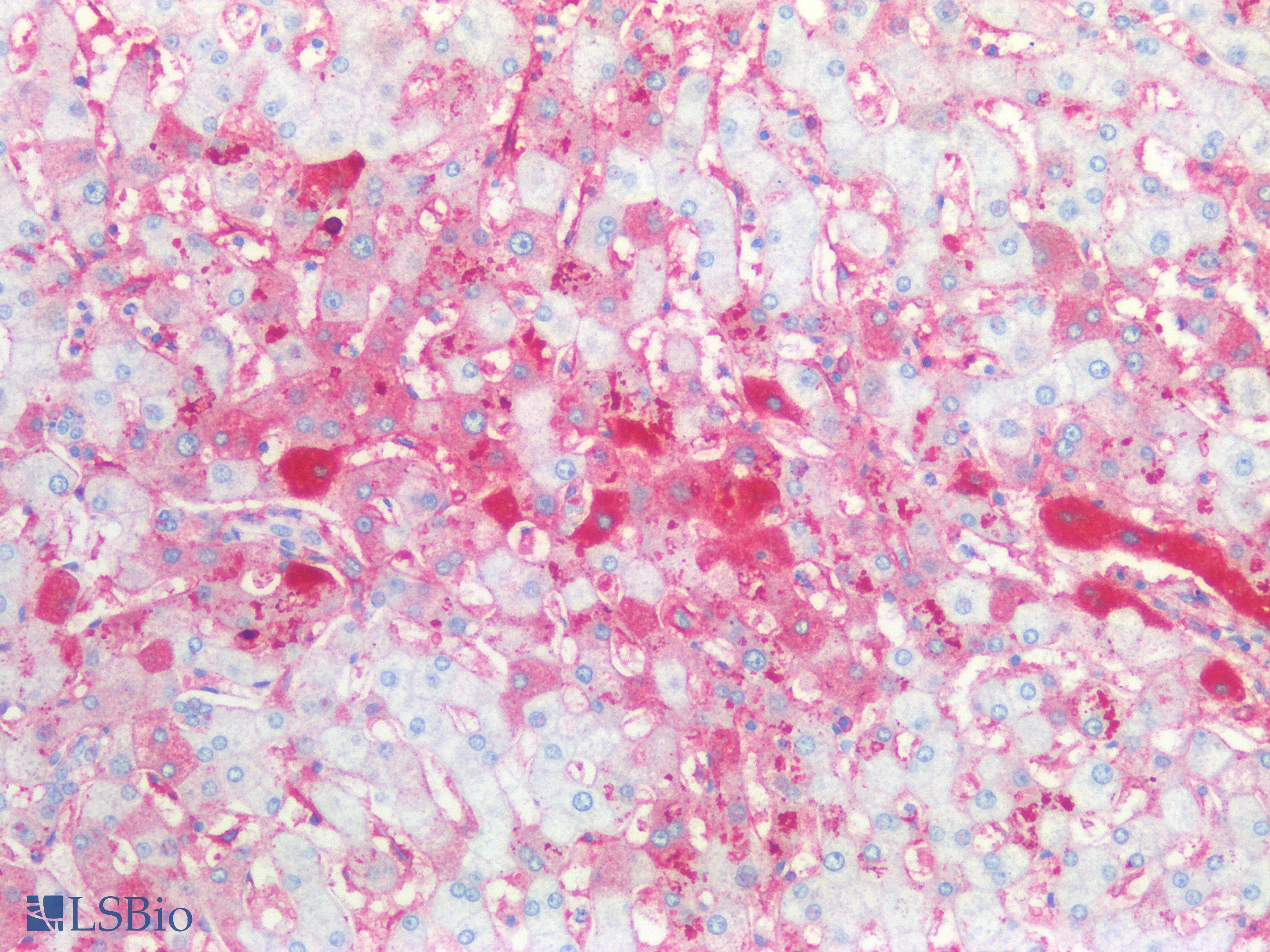 IHC-plus™ IGHM / IgM Antibody (clone 9A8A4)