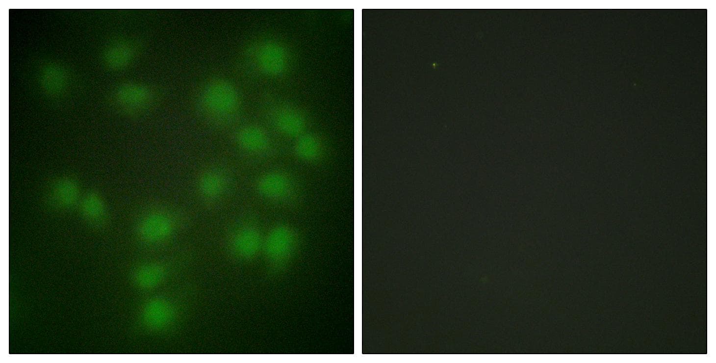 Securin / PTTG1 Antibody