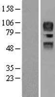 Human CD34 Protein (Over-Expression Lysate Myc-DDK (Flag))