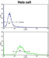 TOMM70A Antibody (aa579-608)