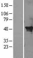 SERPINB2 / PAI-2 Protein (Over-Expression Lysate Myc-DDK (Flag))