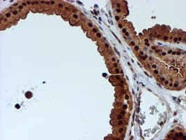 TIP48 / RUVBL2 Antibody (aa113-370, clone OTI1H10, Carrier-free)