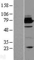 BCL2L13 / Bcl Rambo Protein (Over-Expression Lysate Myc-DDK (Flag))