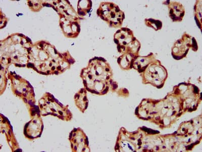 HIST1H4I Antibody