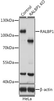 Polyclonal Rabbit anti-Human RIP1 / RALBP1 Antibody (IHC, WB)