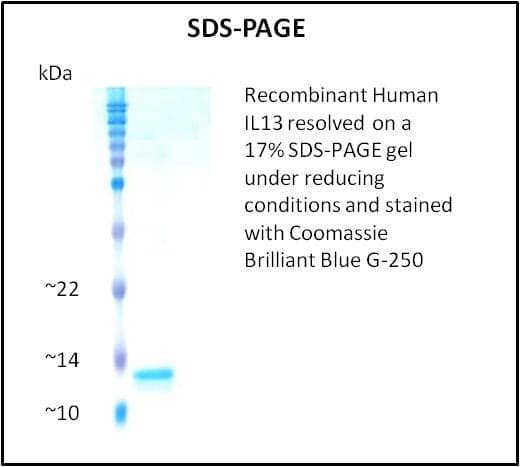 Human IL13 Protein (Recombinant)