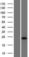 SEBOX Protein (Over-Expression Lysate Myc-DDK (Flag))