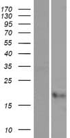 Human CST7 / Cystatin F Protein (Over-Expression Lysate Myc-DDK (Flag))