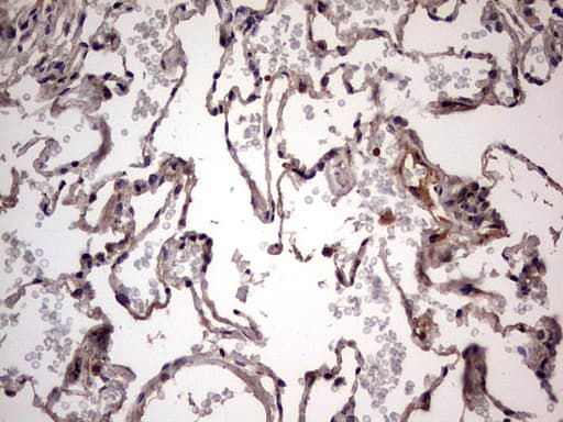 UFD1L Antibody (clone OTI8G6)
