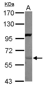 NRG1 / Heregulin / Neuregulin Antibody