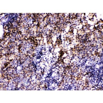 PAX2 Antibody (aa248-282)