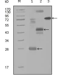 MAP4K4 Antibody (clone 3C7B5)