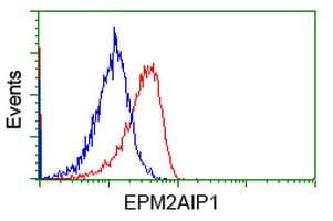EPM2AIP1 Antibody (clone OTI2G3)
