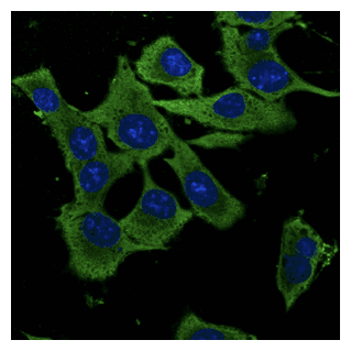 IHC-plus™ GAPDH Antibody (C-Terminus)