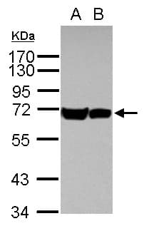 Heat Shock Protein 70 / HSPA1A Antibody