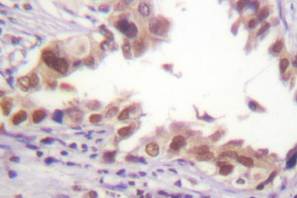 Polyclonal Rabbit anti-Human Histone H3 Antibody (Ala7, IHC, IF, WB)