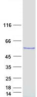 Human RBCK1 Protein (Recombinant Myc-DDK (Flag))