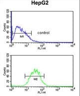 PRPF38A Antibody (aa283-312)