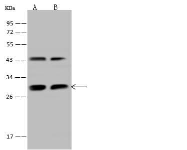 PGAM1 Antibody